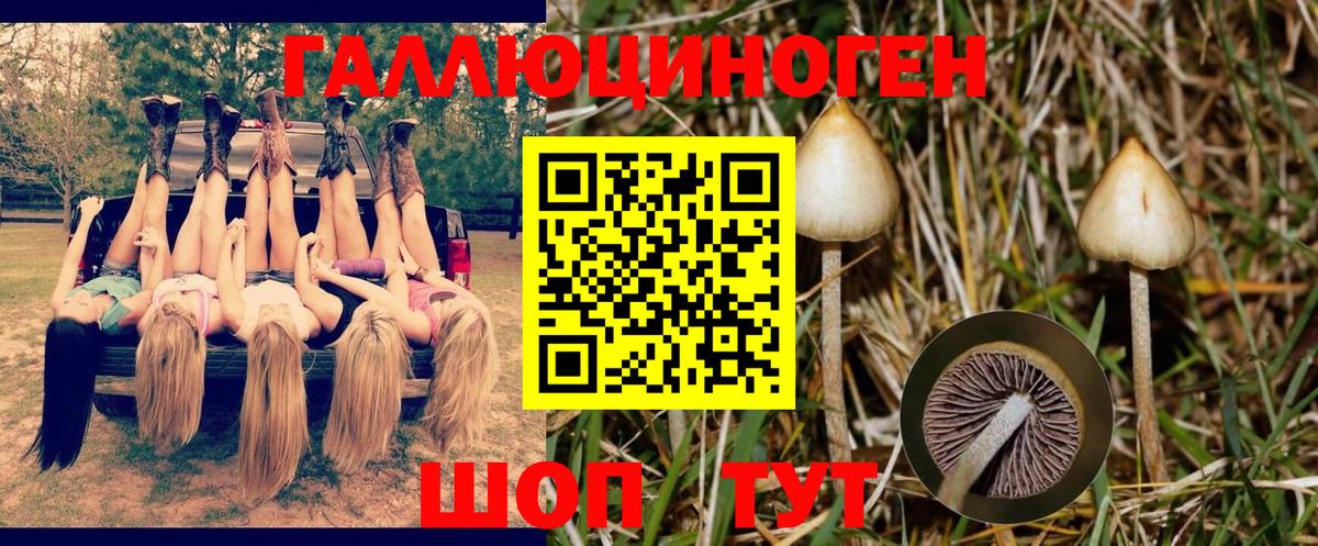 Галлюциногенные грибы Cubensis Заволжье